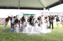 Concurso Leiteiro na Fenasul Expoleite valoriza trabalho do criador