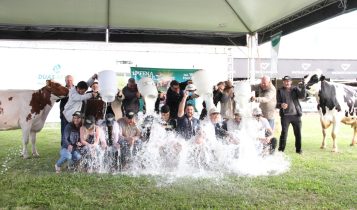 Concurso Leiteiro na Fenasul Expoleite valoriza trabalho do criador