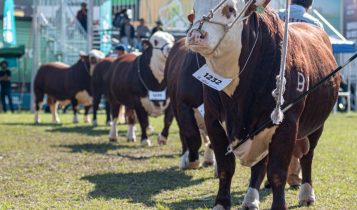 Mundial Braford e Nacional Hereford chegam a 600 animais inscritos