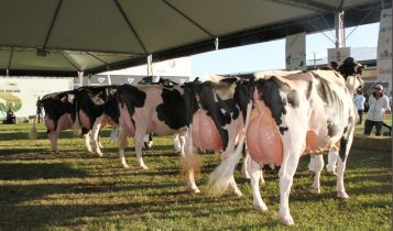Qualidade genética da raça Holandesa será exibida em julgamento na Fenasul Expoleite