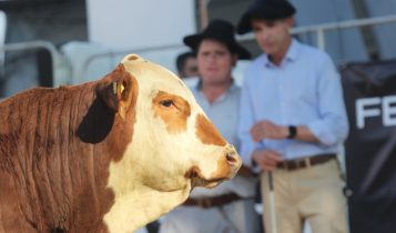 Fenagen 2025 terá novidade no critério de julgamento das raças