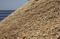 Abertas inscrições para a 36ª Abertura Oficial da Colheita do Arroz e Grãos em Terras Baixas