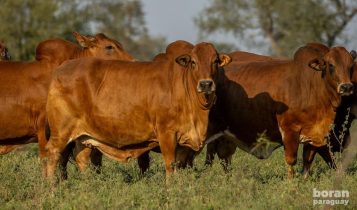 Matrizes e vacas da raca Boran Paraguay