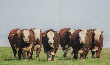 Mundial Braford Conexao Delta G apresenta seu trabalho de melhoramento genetico