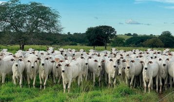 Novilhas IATF