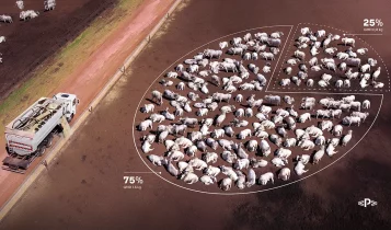 Ponta lança Plataforma de BI para confinamento e revoluciona a gestão