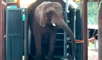 Pupy, elefante africana que vivia na Argentina, chega ao Brasil