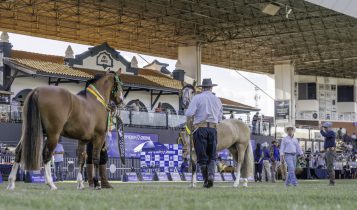 Uberaba recebe a Exposição Passaporte do Cavalo Crioulo durante a 90ª ExpoZebu