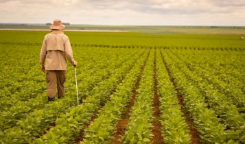 agricultor caminhando sobre campo de soja - fotao