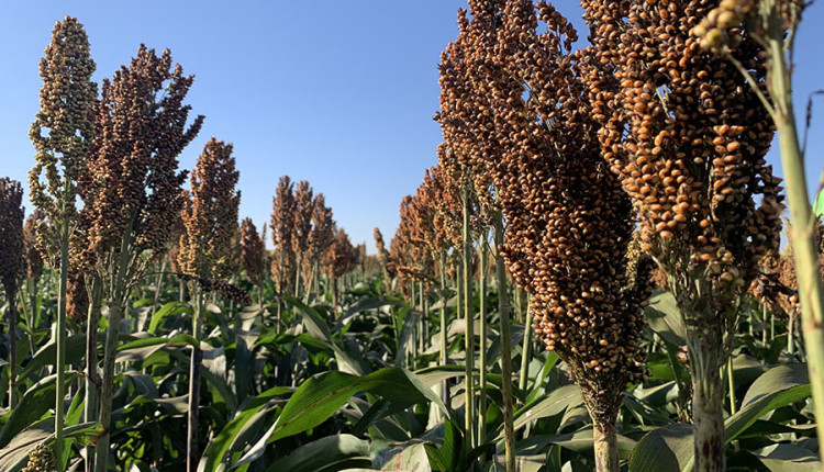 Novo sorgo granífero supera 6 toneladas por hectare e chega ao mercado com alta produtividade
