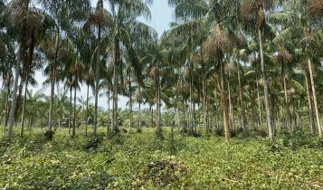 Protocolo viabiliza mudas em larga escala para o cultivo sustentável de açaí-solteiro na Amazônia