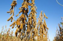 Novas cultivares de soja combinam alta produtividade e resistência a doenças