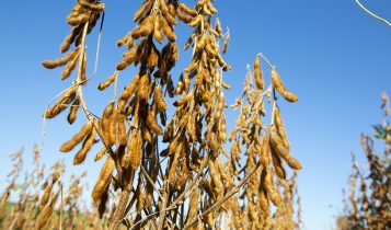 Novas cultivares de soja combinam alta produtividade e resistência a doenças
