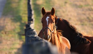 cavalos