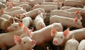 Chile passará a importar carne suína do Paraná