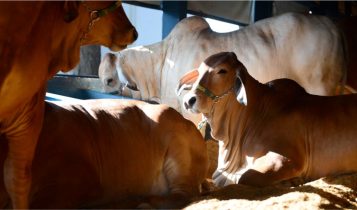 expozebu 2025 animais estao no parque fernando costa Uberaba
