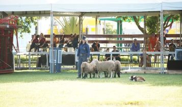 Workshop “Pastoreia Comigo” destaca eficiência e tradição no uso de cães no manejo de rebanhos