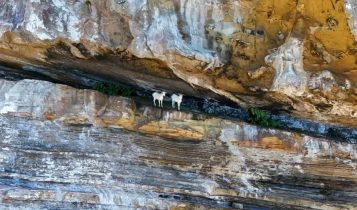 Rebanho de cabras que viveu 200 anos sem água será estudado pela Embrapa