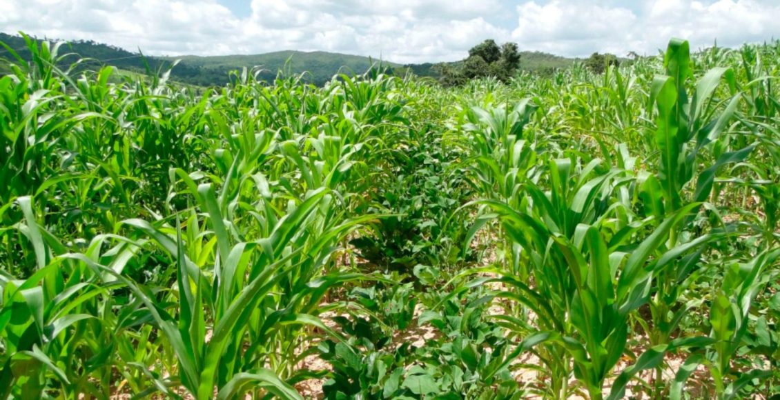 Milho segunda safra inicia sob risco da cigarrinha