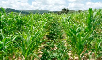 Milho segunda safra inicia sob risco da cigarrinha