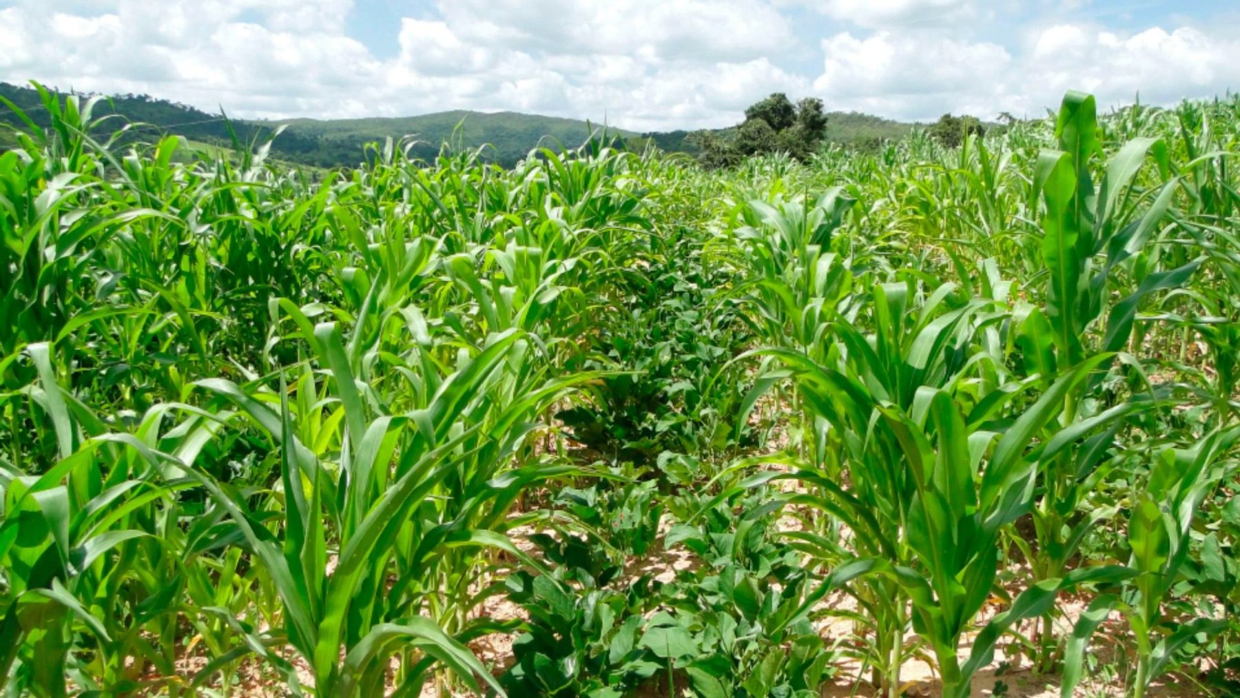 Milho segunda safra inicia sob risco da cigarrinha