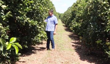 Produtor aposta em citricultura de alta tecnologia e revoluciona fazenda em Três Lagoas