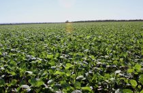 Soja no RS: Perdas chegam a 80% e produtores relatam cenário devastador