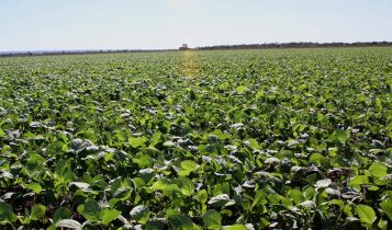 Soja no RS: Perdas chegam a 80% e produtores relatam cenário devastador