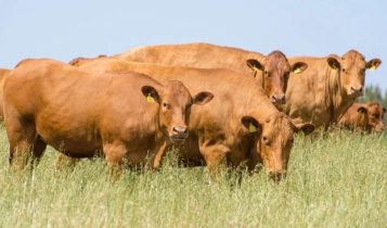 Brasil conquista novo mercado para exportação de miúdos bovinos: Marrocos autoriza entrada do produto
