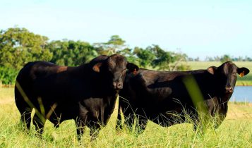 Criadores de Angus e Brangus terão 70% de abatimento nas avaliações genômicas