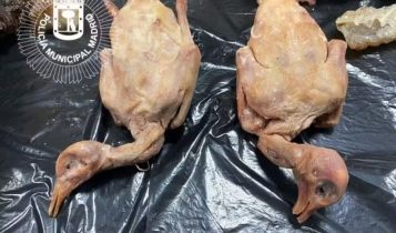 Restaurante é interditado por servir pombo como se fosse pato e oferecer carne estragada
