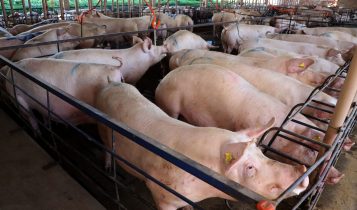 Paraná alcança em março de 2025 o 2º maior aumento das exportação de carne suína