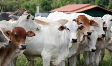 O que é um leilão de sêmen e por que ele é tão importante para o campo