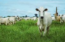 Mato Grosso fecha 2025 com 31,6 milhões de bovinos, aponta Indea