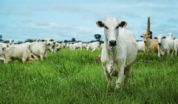 Mato Grosso fecha 2025 com 31,6 milhões de bovinos, aponta Indea