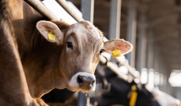 Animais da fazenda: descubra as doenças mais comuns entre eles e como tratá-las