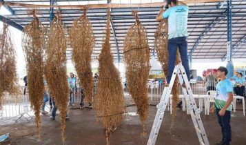 Maior pé de soja solteiro do mundo é brasileiro e produziu 21.425 vagens com sementes