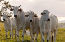 Posição de rebanho bovino nos EUA, na Austrália, Argentinae UE coloca Brasil em destaque