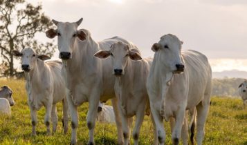 Posição de rebanho bovino nos EUA, na Austrália, Argentinae UE coloca Brasil em destaque