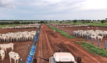 Como montar um confinamento lucrativo para 20 cabeças de gado