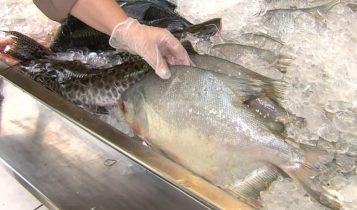 Como escolher o peixe certo na Semana Santa: dicas para não errar na compra
