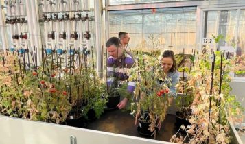 Agricultura espacial: testes com tomates em Marte e batata-doce na Lua podem revolucionar o cultivo global