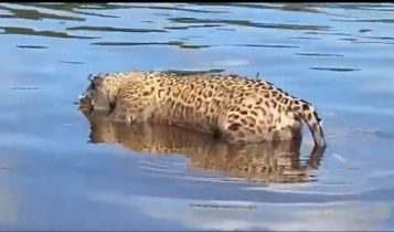 Onça-pintada é encontrada morta no Rio Paraguai