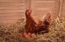 Por que dizem que as galinhas "entram em greve" na Quaresma? Descubra o motivo real