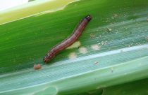 Novo bioinseticida apresenta eficácia superior a 85% no controle da lagarta-do-cartucho