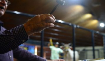 Leilões da 90ª ExpoZebu ultrapassam R$ 66 milhões em vendas