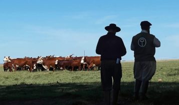 Estância do Sossego apresenta sua genética no segundo dia da Gira do Mundial Braford
