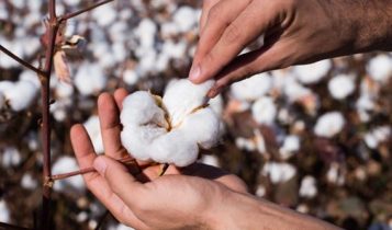 Agricultor deve agir agora para garantir alta produtividade do algodão na próxima safra