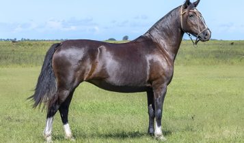 Animais diferenciados compõem oferta do Leilão Crioulo JA e Mais Um