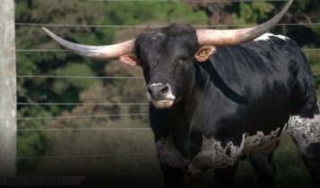 Morre maior ícone da raça Texas Longhorn no Brasil; vídeo